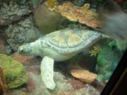 1053_Shedd_Aquarium