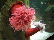 1073_Shedd_Aquarium