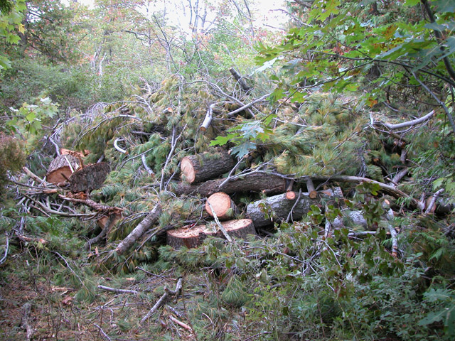 Compost_10